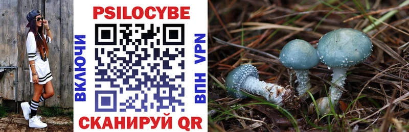 Купить где  Аргун  Галлюциногенные грибы Psilocybine cubensis 